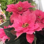 DSCF0610