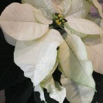 DSCF0950