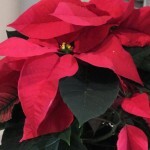 DSCF0958