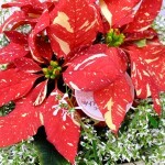 DSCF3856-1