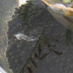 DSCF1122-1